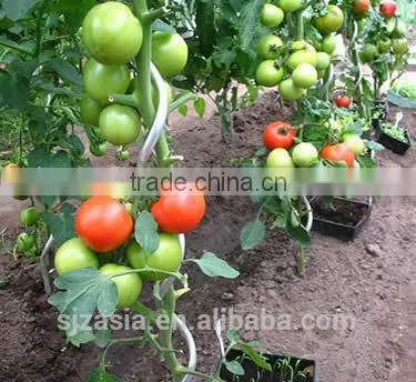 7mm*1.8m Galvanized Tomato Spiral photo-3