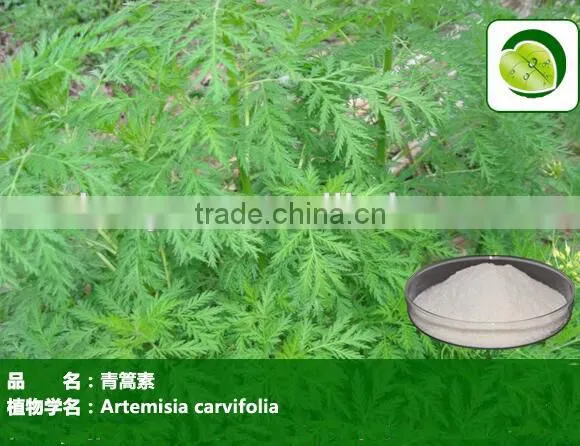 GMP Factory Artemisia Annua Sweet Wormwood Herb Artemisia Carvifolia 98% 99% White Crystalline Powder Cure Malaria photo-2