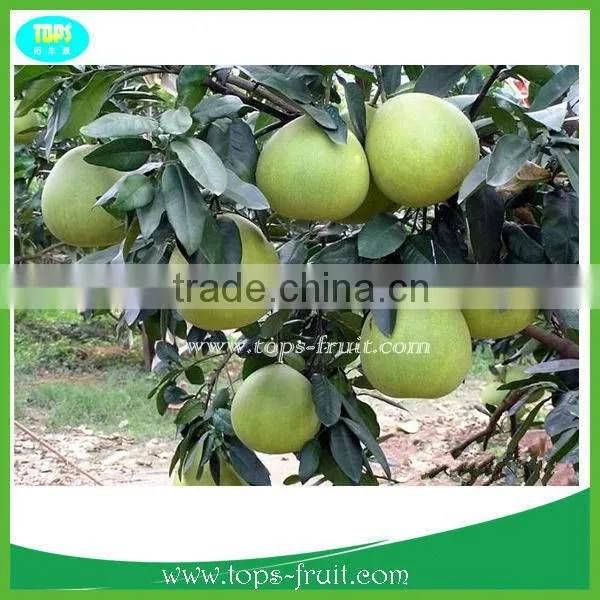 Honey Pomelo photo-2