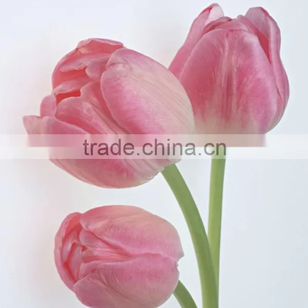 Good Smell Fresh Cut Pink Tulip Flower Peonies Cut Flowers From Kunming,Yunnan photo-5
