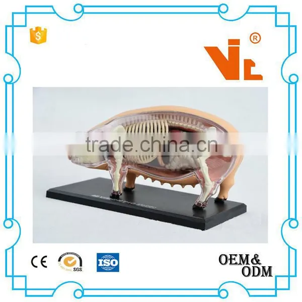 V-AM057 4D MASTER Pig Specimens Anatomical Model photo-4