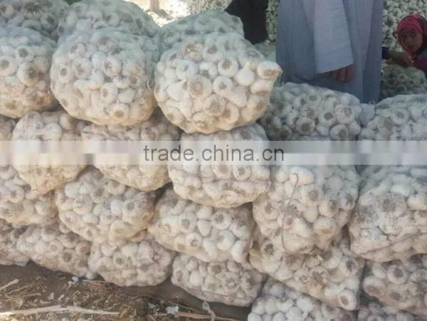 Supplier Garlic White Garlic photo-3