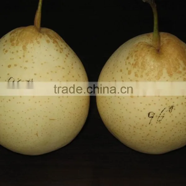 Fresh Pear for Sale/ ya Pear
