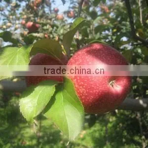 Supply Shaanxi Fresh Red Green Qinguan Apple 90#,95#,100# photo-2