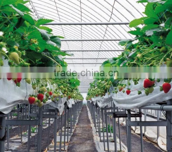 Large pe Film Greenhosue Hot-dip Galvanized Steel Apple Greenhouse photo-4
