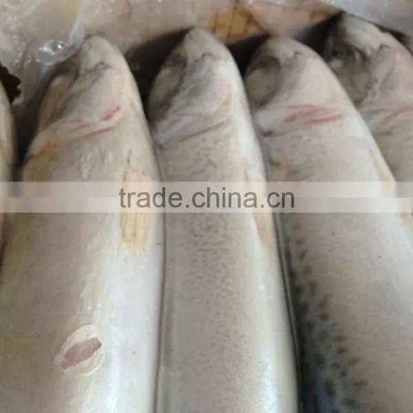 Pacific Mackerel 400~600g photo-5