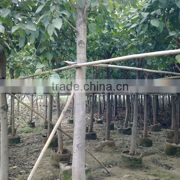 Ficus Religiosa Packed for Shipment photo-3