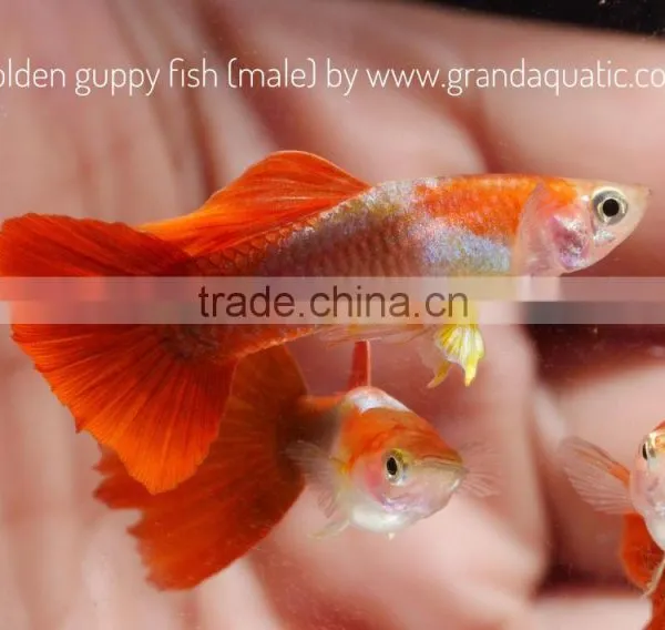 Golden Guppy for Freshwater Aquarium Fish Export Company From Thailand photo-2