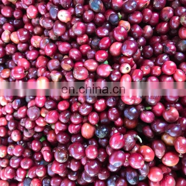 Coffee Beans photo-2
