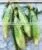 Canned Sweet Corn Baby Corn Production Line Processing Machines photo-3