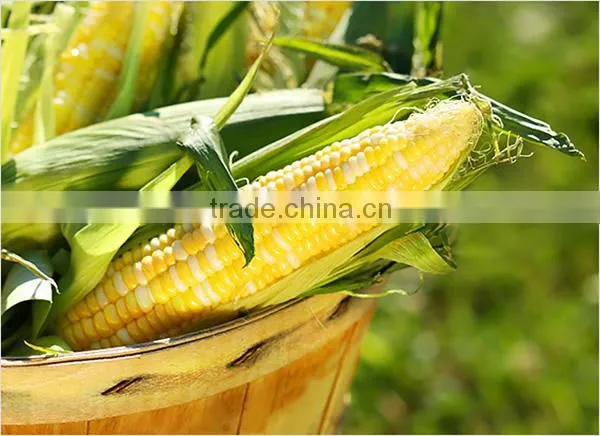 FROZEN BOILED CORN GOOD QUALITY FROM VIETNAM photo-2