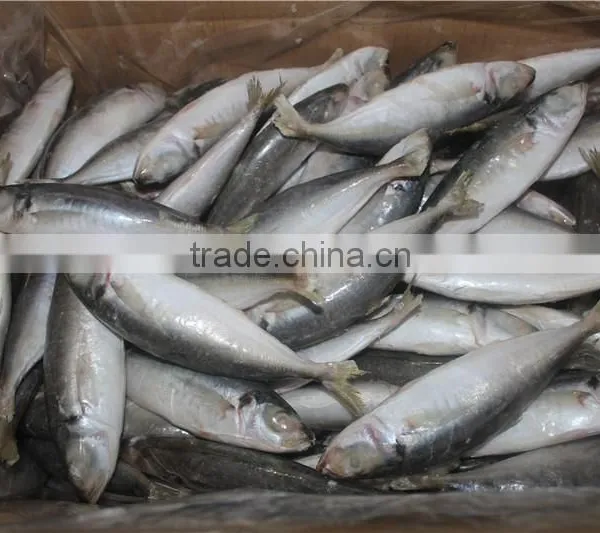 Horse Mackerel Price photo-4