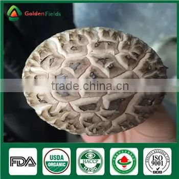 Fresh Dried Donko Shiitake Mushroom Cultivated Souce Mushroom Sawdust Spawn Log photo-2
