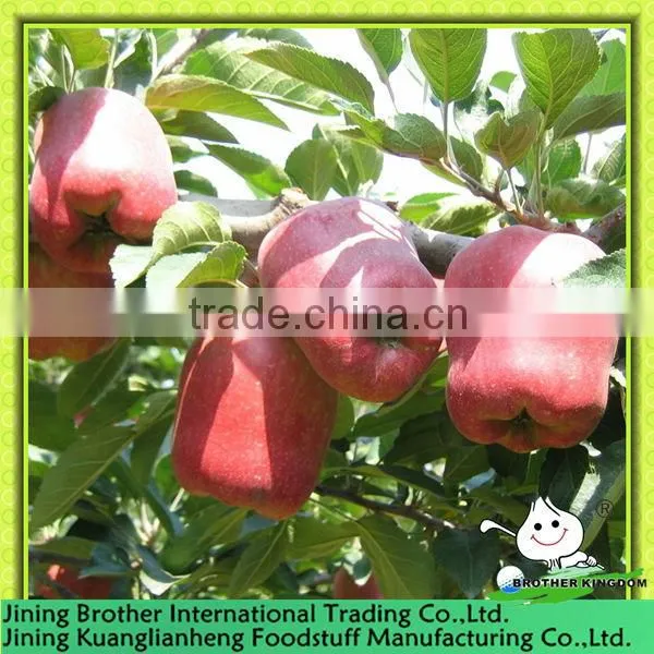 2013 new season red delicious apple