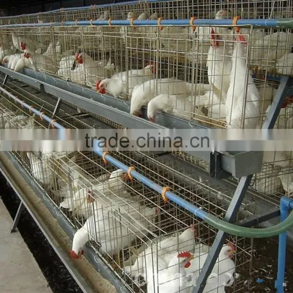 Automatic Feeding Quail/chicken Cage of Poultry Farming Equipment photo-3