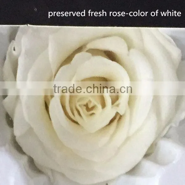 Export Long-lasting Dried Flowers Highest Quality Preserved Flowers Rose photo-4