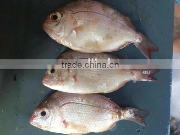 Fresh Frozen Red Snapper Fish Whole Round photo-2