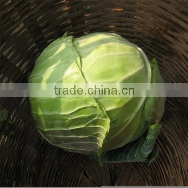 Beijing Cabbage/round Cabbage/flat Cabbage From Factory photo-2
