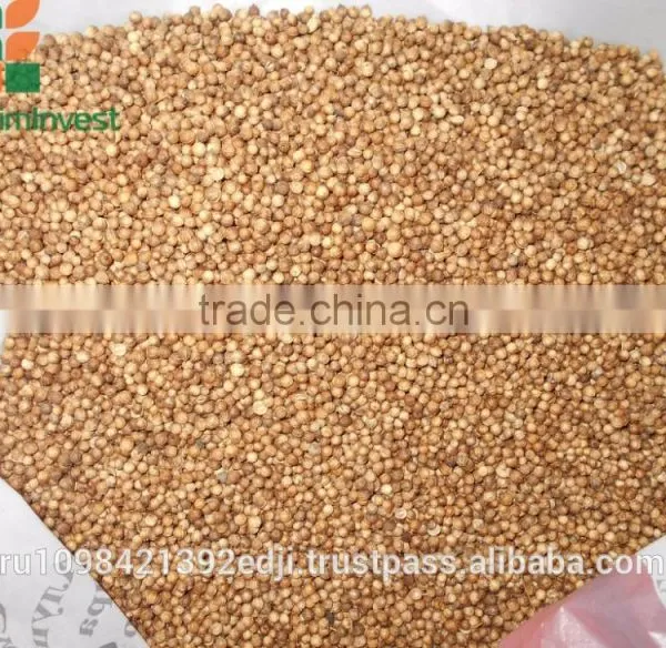 Coriander photo-6