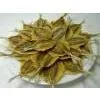 Sell Various Seafood Products (India)