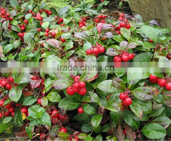 100% Pure Manufacturer Wholesale Winter Green Oil With the Reasonable Price photo-2