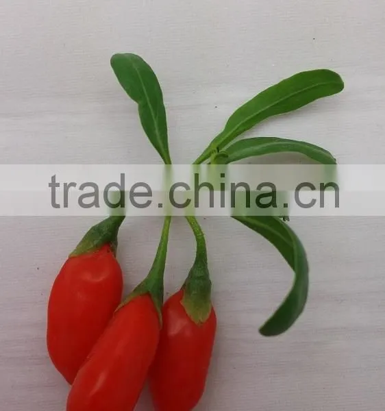 Dried Goji Berries Size 280, Goji Manufacture, Goji Wholeseller photo-2