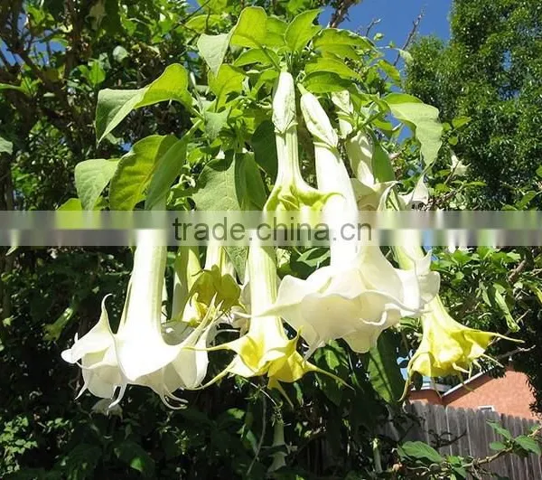Treeform Datura, Datura , Flower Seeds , Herb Seed,vegetalbe Seed,fruit Seed,grass Seed photo-2