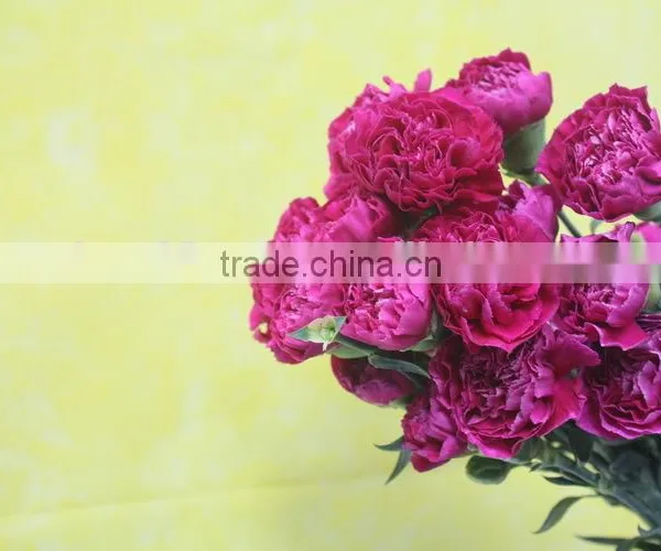 Various Promotional Flower Arrangements Fresh Cut Flower Carnation photo-2