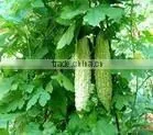 Bitter Melon Extract Powder