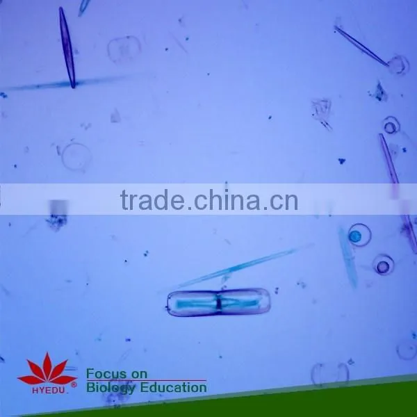 School Student Study Laboratory Botany Prepared Microslides Algae Individual Microscope Prepared Slide photo-4