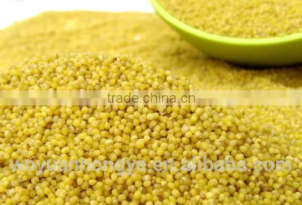 Glutinous Millet