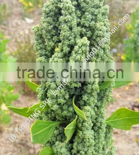 Organic Black Quinoa