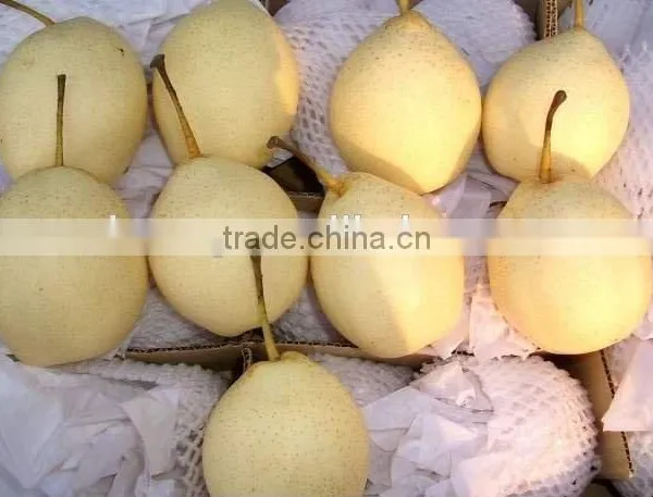 Fresh Ya Pear Fruit for Middle East Market photo-4
