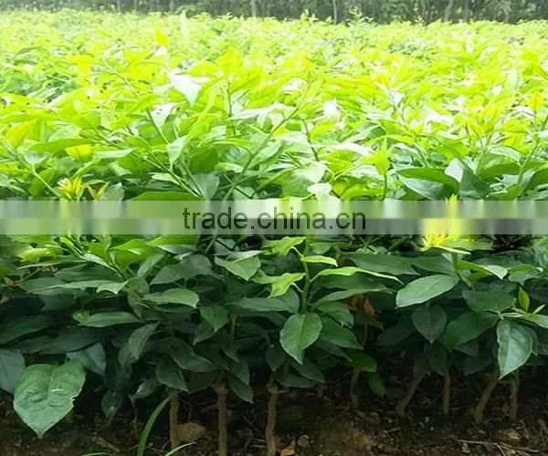 Fresh Gree Yellow Lemon Tree Seedling photo-4