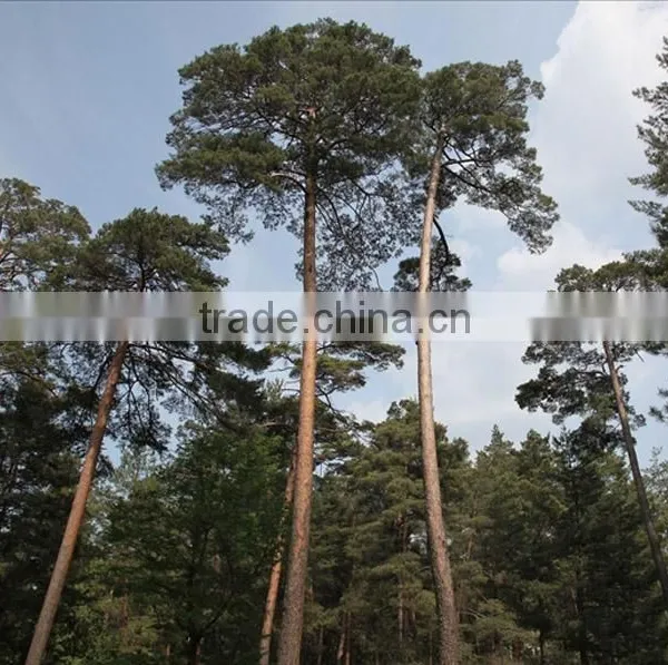 Changpai Scotch Pine Seedling photo-2