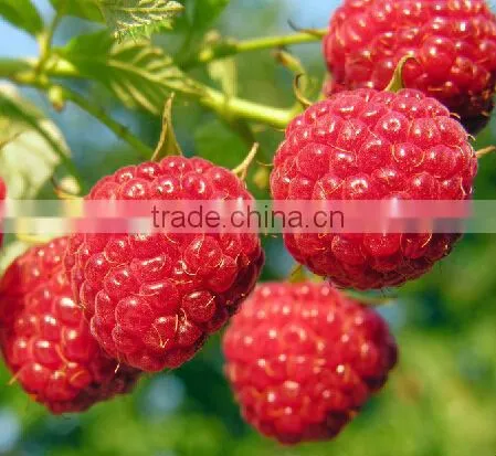 Raspberry Extract Powder Chinese Manufacturer