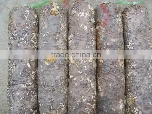 Oyster Mushroom Spawn/mushroom Logs photo-6