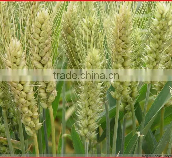 Wheat Gluten Meal for Animal Feed photo-2