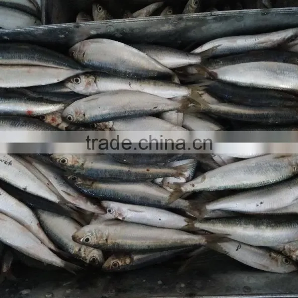 FROZEN SARDINE SEAFOOD FOR SALE photo-3