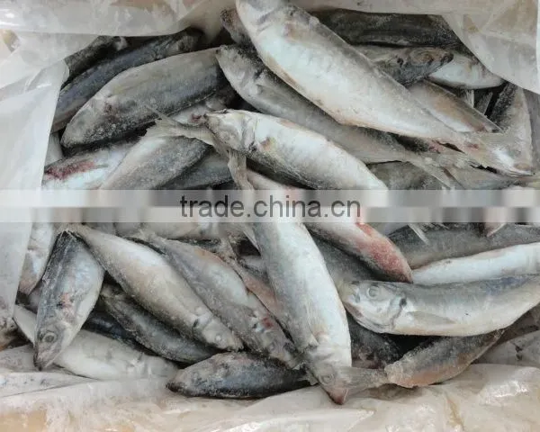 Sardines