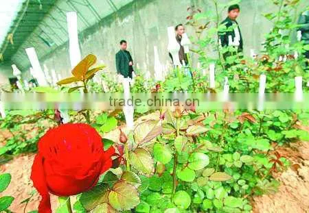 Soft Protection PE Plastic Sleeve Net for Flower Bud photo-6