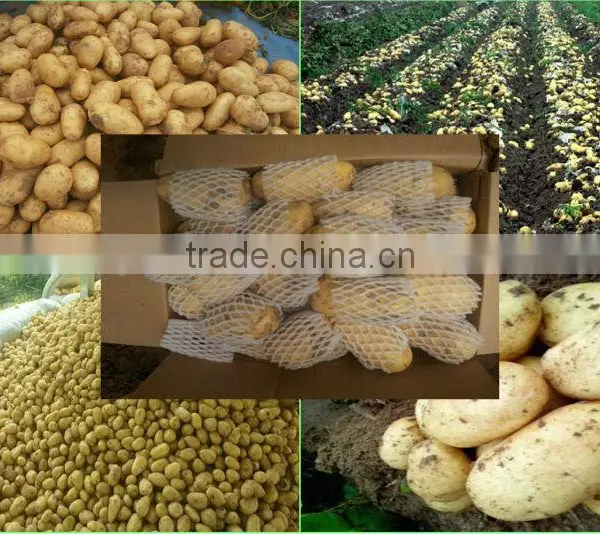 (NEW) 2015 Factory Hot Sale Fresh Garlic photo-5