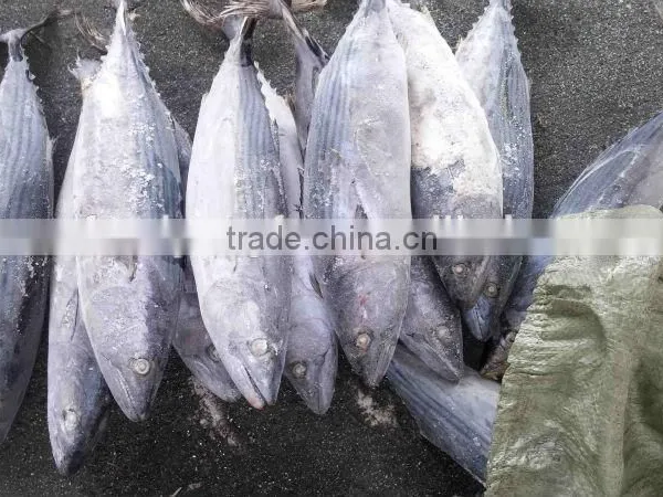 Big Size Belted Bonito and Sarda Orientalis photo-2