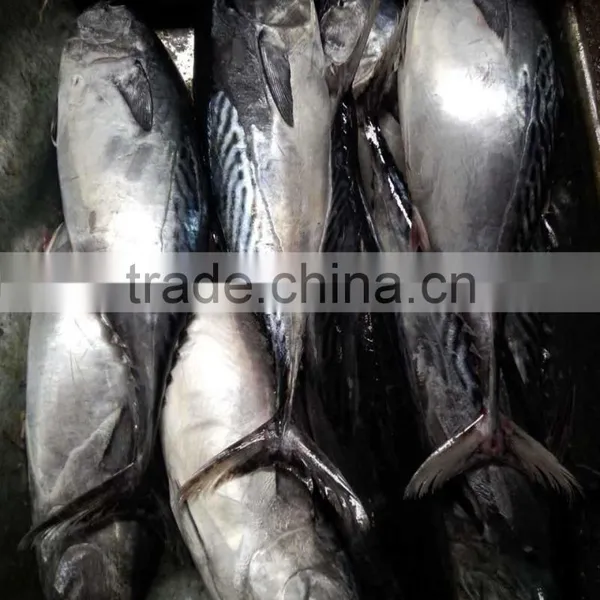 Frozen Auxis Thazard Bonito Tuna Fish WR photo-3