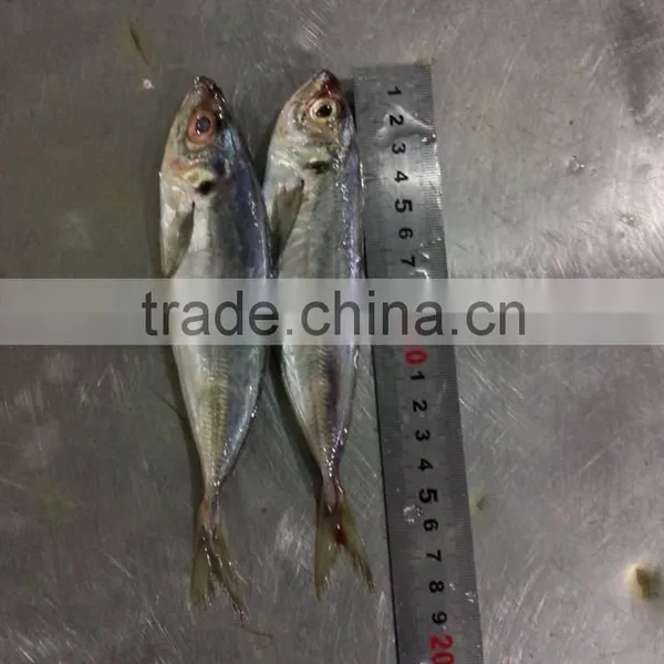Frozen Yellowtail Scad photo-5