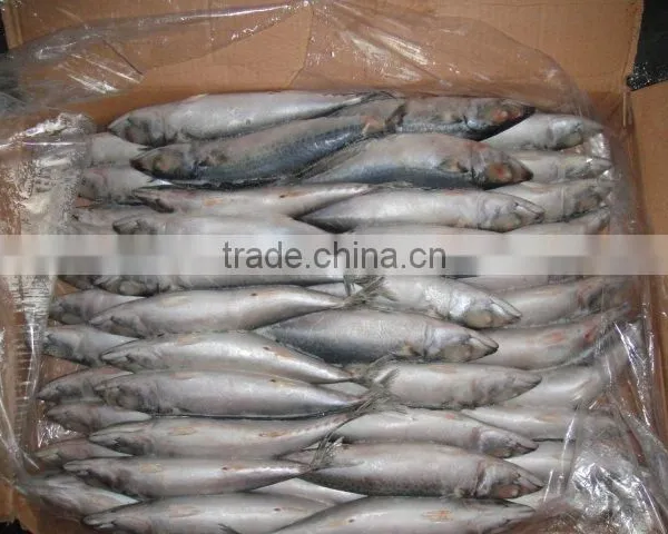 Frozen Mackerel for Bait photo-4