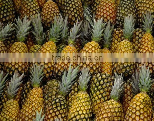 Fresh Pineapple ( Tropical Fruit) photo-2