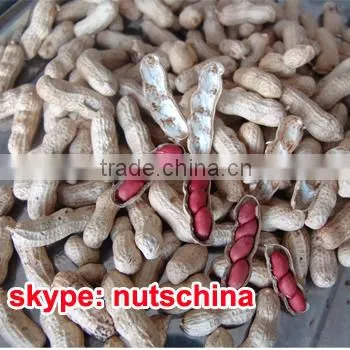 Red Skin Peanut Kernels 50/60 photo-2