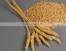 Sharbati Wheat