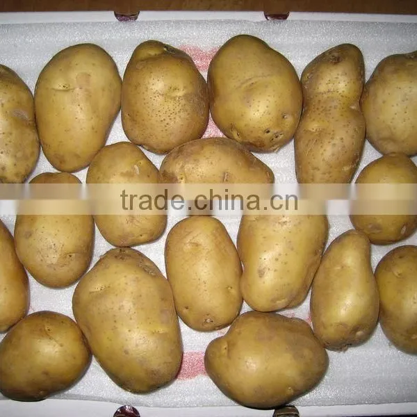 2015 Holland Potato Farms From Shandong Province Export to Dubai photo-3
